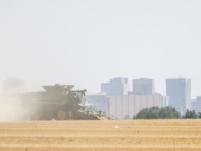 A combine harvests a field near the northwest edge of Regina.