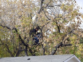 Members of the Regina Police Service deal with a suspect held up in a tree on the 700 block of Garnet Street in Regina.