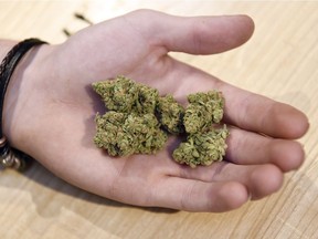 An employee at Best Buds Society holds 5 grams of marijuana in Regina.