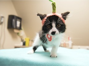 Dill Pickle is a black and white kitten who arrived at the Regina Humane Society with a leg injury requiring amputation.