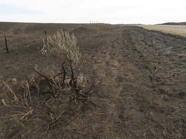 A scorched bush approximately 10 kms south of Burstall. The area suffered a wild fire on Tuesday night.