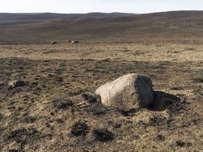A rock sits in a scorched pasture approximately 10 kms south of Burstall. The area endured a wildfire on Tuesday night.