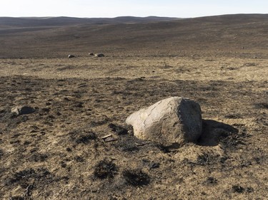 A rock sits in a scorched pasture approximately 10 kms south of Burstall. The area suffered a wild fire on Tuesday night.