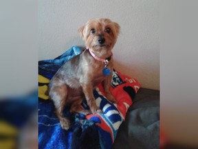 A Texas woman suffered “broken-heart syndrome” following the death of her Yorkshire terrier, Meha.
