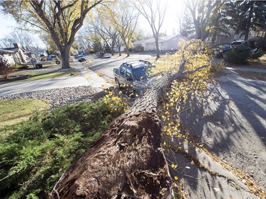 Strong overnight winds wreaked havoc around Regina.  A tree branch snapped off and fell on a vehicle on the 3300 block of 29th Avenue.