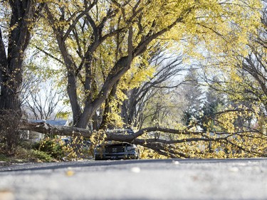 Strong overnight winds wreaked havoc around Regina.  A tree branch snapped off and fell on a vehicle on the 3300 block of 29th Avenue.