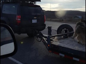 This image of a dog on a flatbed trailer in Calgary from Oct. 28 was shared widely on social media. The dog's owner is now facing a number of charges.