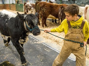 Taylor Spokowski, the nephew of a cattle producer from Yorkton, Saskatchewan, leads Speckle Park bull calf Epic through a barn at Evraz Place, prior to the animal being shown and judged during Agribition.