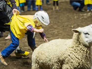 A young rider is caught before he hits the ground while participating in the Wild Wool Ride sheep riding event for kids aged five to seven during Agribition on Saturday, Nov. 25, 2017, at the Brandt Centre.