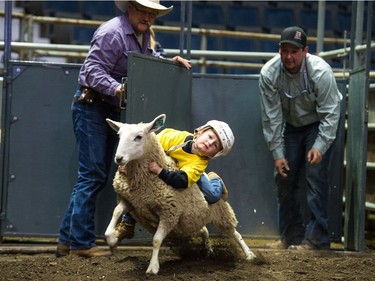 Everett Currall, five, of Kinistino hangs on while participating in the Wild Wool Ride sheep riding event for kids aged five to seven during Agribition on Saturday, Nov. 25, 2017, at the Brandt Centre.