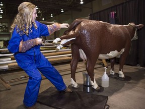 Brandi Bakken,  pre-veterinary student at the  University of Regina, demonstrates how to birth a calf using a new cattle birthing simulator at the Canadian Western Agribition in Regina.