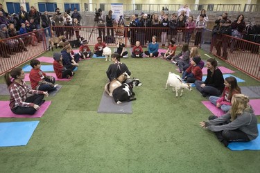 Lou-Ellen Murray (centre) leads a group in goat yoga at Agribition.