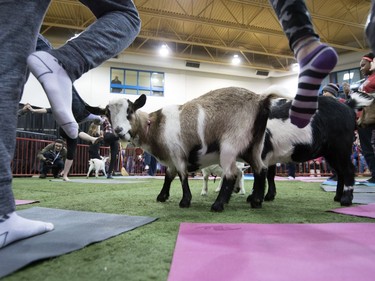 Goat yoga was new at Agribition in 2017.