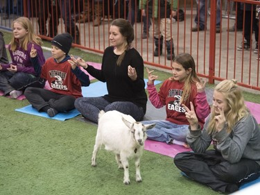 Leader-Post reporter Ashley Martin takes part in goat yoga at Agribition.