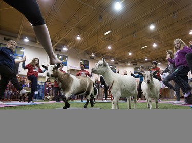 Goat yoga was new at Agribition in 2017.