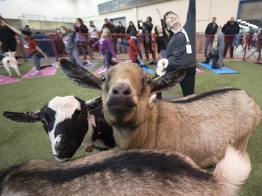 Lou-Ellen Murray, a certified yoga instructor from Sun Dog Yoga in Maple Creek, leads a group through goat yoga at the Canadian Western Agribition.