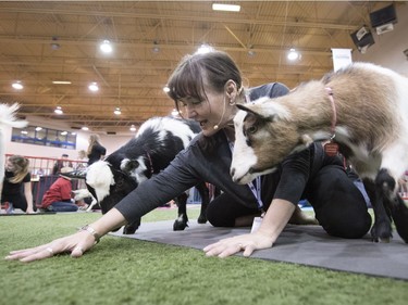 Lou-Ellen Murray leads a goat yoga class at Agribition.