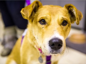 Windy, a two-year-old Shepherd/Lab rescue dog who was originally from the Piapot First Nation reserve, sits still for the camera at the PAWS tradeshow, put on by the Pack Project at the Westminster United Church to raise money for animal welfare/rescue groups across the city.