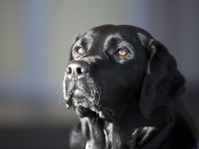 Merlot, a facility dog with the Regina Police Service, in Regina.