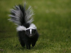 Skunks, raccoons and foxes are the most likely to spread rabies among domestic animals in southern Saskatchewan.