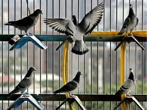 In this file photo, racing pigeons sit in an elaborate set of rooftop cages.