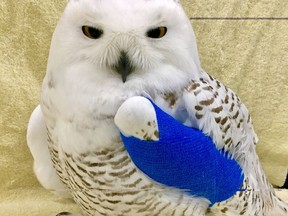A snowy owl is seen in this undated handout photo. The director of an animal rescue group in Regina says she's seeing a big increase in the number of injured snowy owls, but last week was the first time she pulled one out of a vehicle's grille.