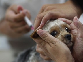 Vets are reminding the public to make sure their pets have up-to-date rabies vaccinations.