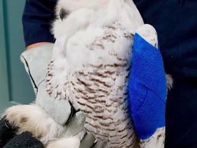 A snowy owl hit by an SUV and left stuck on the grille is recovering at Salthaven West Wildlife Rehabilitation in Regina as shown in this handout image taken on Thursday Jan. 4, 2018.