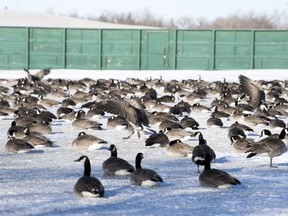 Although spring training is still a long ways away, these geese flocked to the Mount Pleasant field for some afternoon resting in Regina on Jan. 12, 2017.