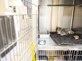 Jennifer Dixon, a resident of Milestone, says when she brought injured cat Max, shown above, in to the Regina Humane Society, the organization told her it is not accepting animals from rural communities.