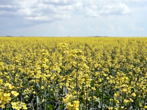 A canola crop south of Regina.