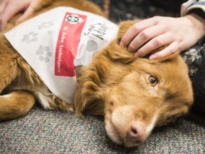 Miley, a therapy dog, hangs out with Ammanda Zelinski during University of Regina Students' Union Mental Wellness Week.