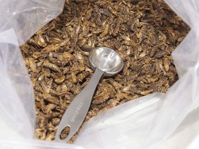 Roasted crickets are shown at the Entomo Farms cricket processing facility in Norwood Ont., Monday, April 4, 2016. Loblaw Companies Ltd. is adding cricket powder to its lineup of President's Choice products.