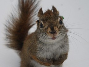 University of Alberta biologist Jessica Haines observed this male squirrel committing sexually selected infanticide.