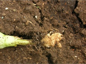 Early symptoms of clubroot are depicted in a handout photo.
