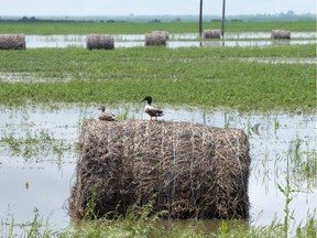 Ducks sit atop round hay bales in a flooded farmers field on #13 highway west of Weyburn, SK  on June 20, 2011.