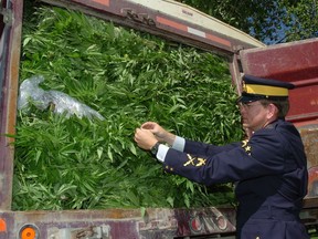 RCMP Cpt. Brian Jones examines a grain truck full of marijuana at "F" Division in Regina Monday. RCMP seized approximately 7,600 marijuana plants found growing in several makeshift greenhouses on a farm on the Pasqua First Nation.