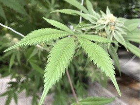 Leaves of a marijuana plant.