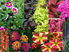 Eight Colourful New Annual Flowers (Jackie Bantle)