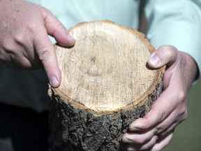 Russell Eiric, Regina's manager of forestry, pest control and horticulture, talks about Dutch elm disease in the city.