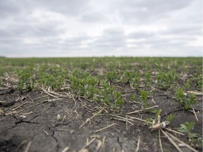 A farmer's field south of Regina on Thursday, May 31.