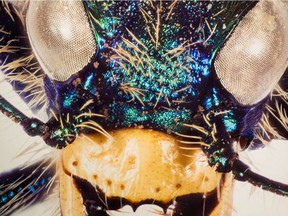 A giant photo of the tiger beetle is on display as part of the ZOOM exhibit at the Royal Saskatchewan Museum on Albert Street.