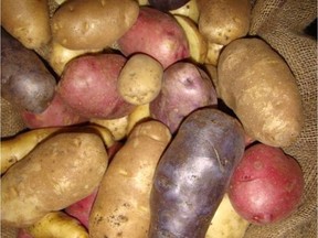 A variety of potato cultivars grown in a Prairie garden. (photo by Jackie Bantle) (for Saskatoon StarPhoenix Bridges Gardening column, May 11, 2018)