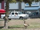 A Canada Goose wanders around a grassy spot next to a parking lot on Park Street.