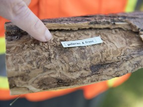 Russell Eirich, the city's manager of forestry, pest control and horticulture, shows a piece of wood (not from Regina) that has been chewed by the emerald ash borer.