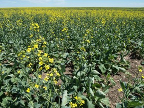 Canola grows in a field roughly 20 kilometres south of Regina.