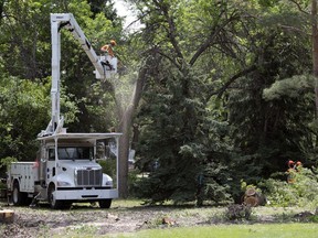 Crews from Wascana Centre Authority were cutting tress down just west of Darke Hall in Wascana Centre in Regina.