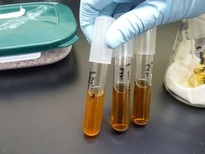 Culturing gut bacteria in the lab (shown in these test tubes) allows researchers &#8206;to determine which genes in the genomes of bacteria are activated and discover new enzymes that digest rare substrates like agarose. (Photo courtesy of Wade Abbott)