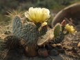 Prickly pear cacti are native to Alberta and very hardy, enduring extreme cold, heat, or drought conditions.