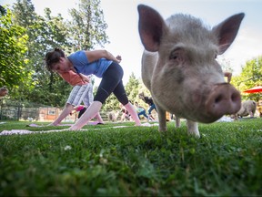 Paradox Delilah, front left, participates in a yoga session with pigs during a charity fundraiser at The Happy Herd Farm Sanctuary, in Aldergrove, B.C., on Sunday June 24, 2018. (THE CANADIAN PRESS/Darryl Dyck)